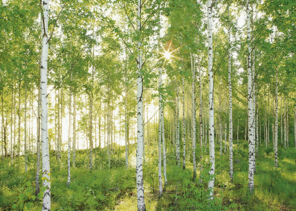 Komar NEU | Digitaldruck Vlies Fototapete - Sunday - Größe 350 x 250 cm