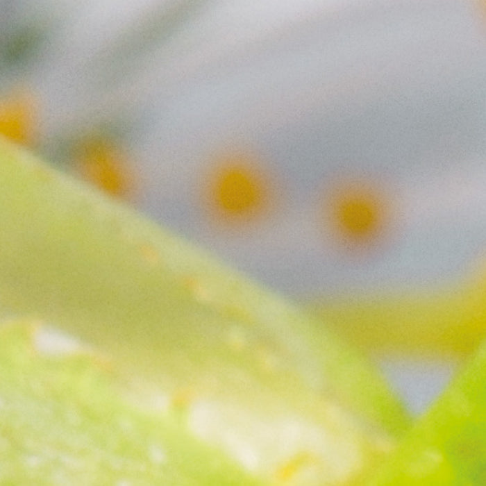 Vlies Fototapete | Blossom | 184 x 248 cm