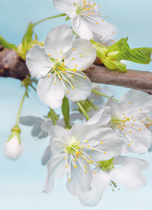 Vlies Fototapete | Blossom | 184 x 248 cm
