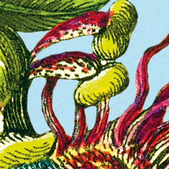 Vlies Fototapete | Jardin | 368 x 248 cm