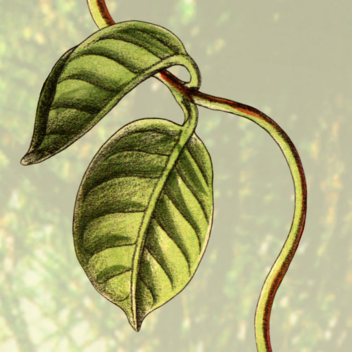 Vlies Fototapete | Into the Wild | 368 x 248 cm