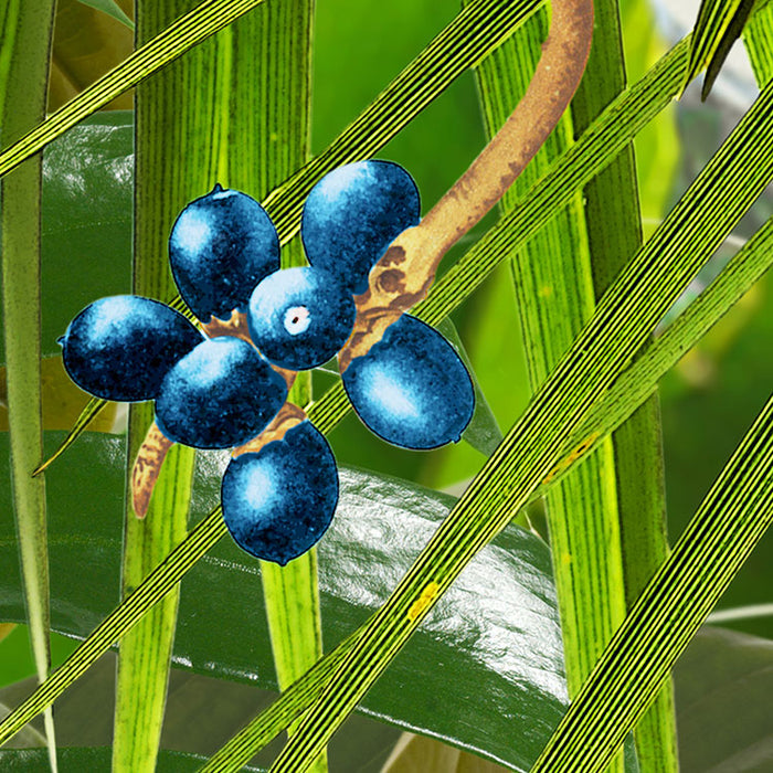 Vlies Fototapete | Into the Wild | 368 x 248 cm