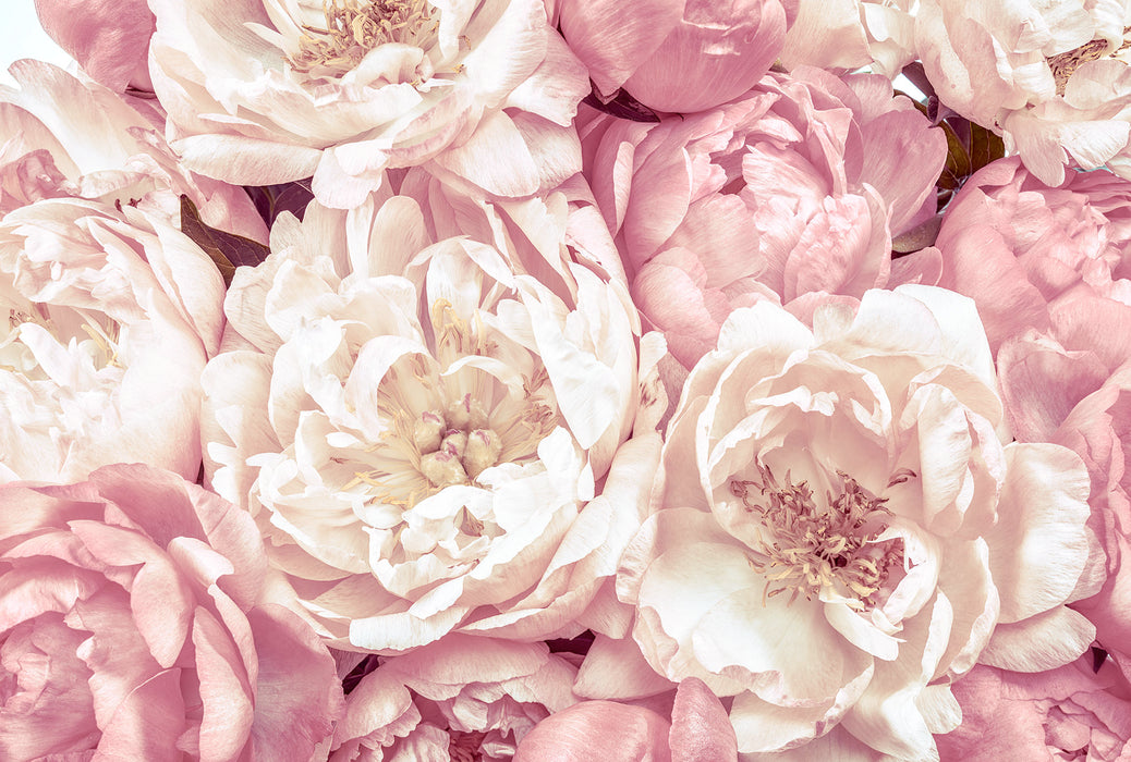 Vlies Fototapete | Peonies | 368 x 248 cm