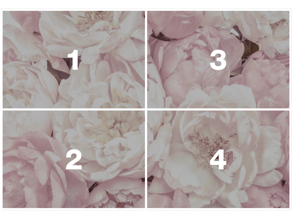 Vlies Fototapete | Peonies | 368 x 248 cm