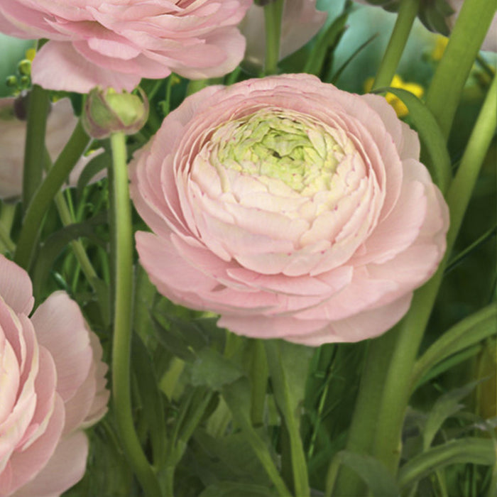 Papier Fototapete | Gentle Rosé | Größe 368 x 254 cm