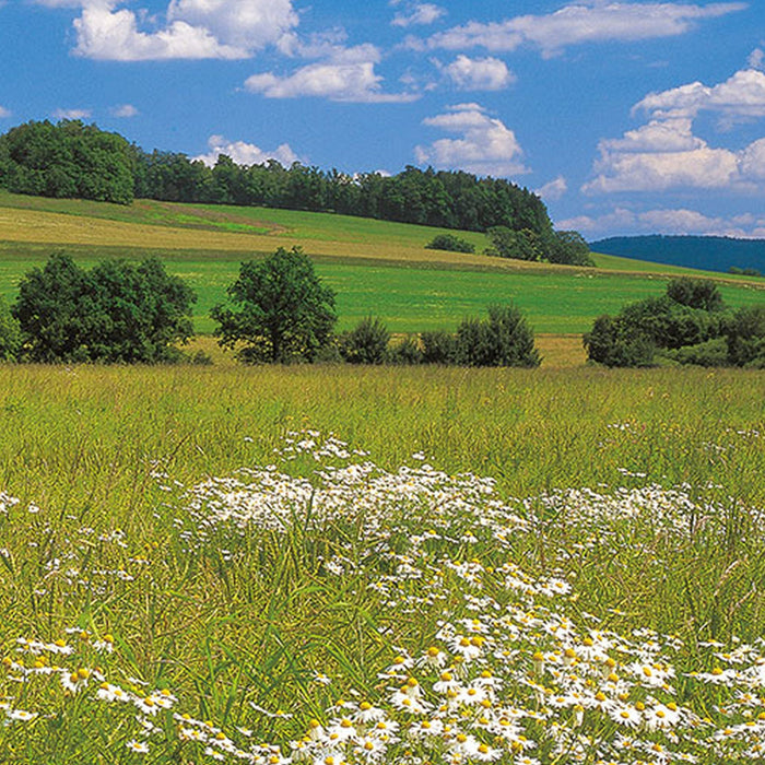 Vlies Fototapete | Meadow | Größe 100 x 280 cm