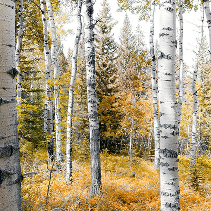 Komar | Vlies Fototapete | Colorful Aspenwoods | Größe 450 x 280 cm