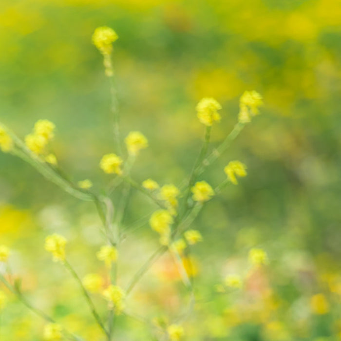 Vlies Fototapete | Wiesenzauber II | Größe 450 x 280 cm