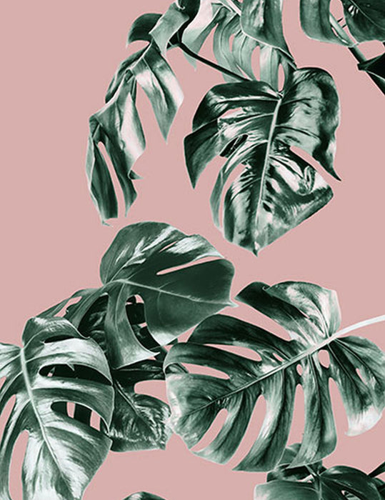 Komar | Vlies Fototapete | Monstera Rosé Panel | Größe 100 x 250 cm