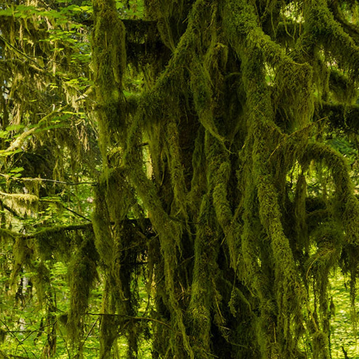 Vlies Fototapete | Ancient World | Größe 400 x 250 cm