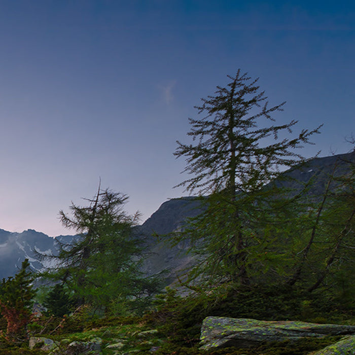 Vlies Fototapete | Wild Paradise | Größe 450 x 280 cm