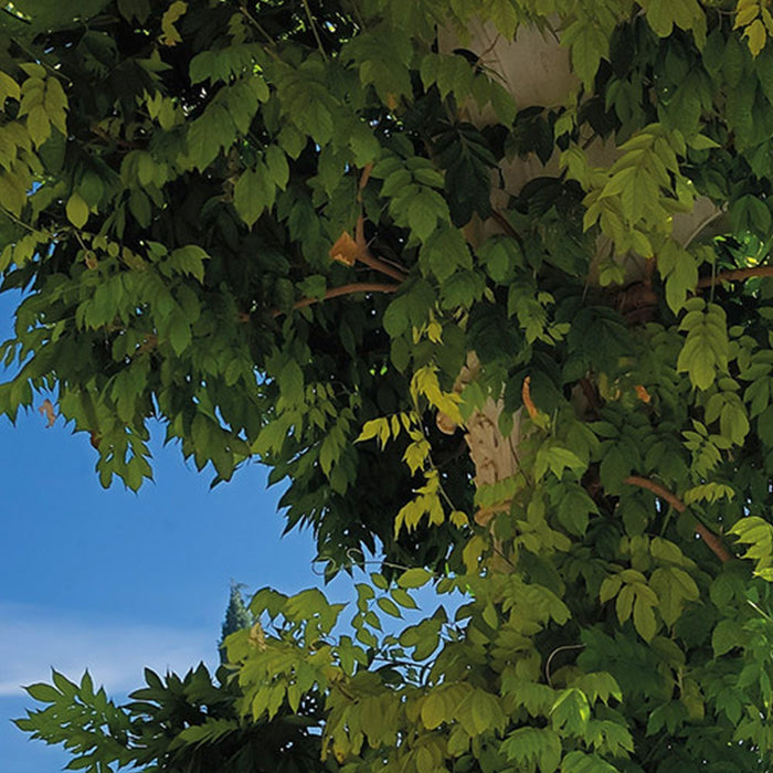 Papier Fototapete | Villa Liguria | Größe 368 x 254 cm