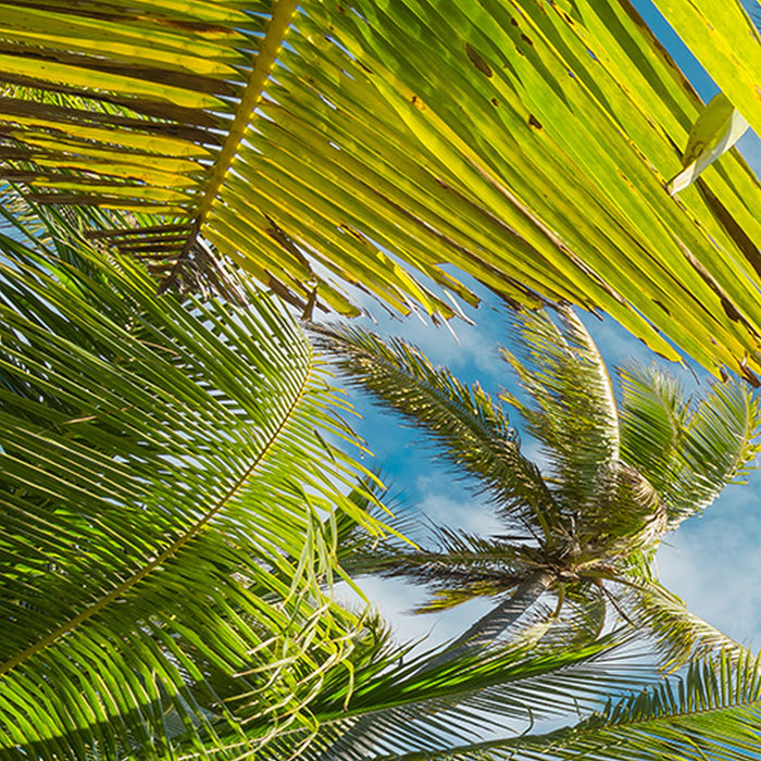 Komar | Vlies Fototapete | Coconut Heaven  | Größe 450 x 280 cm