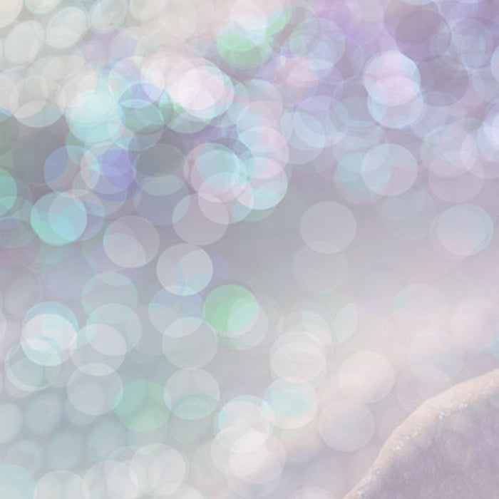 Vlies Fototapete | Delicate Rose | Größe 200 x 260 cm