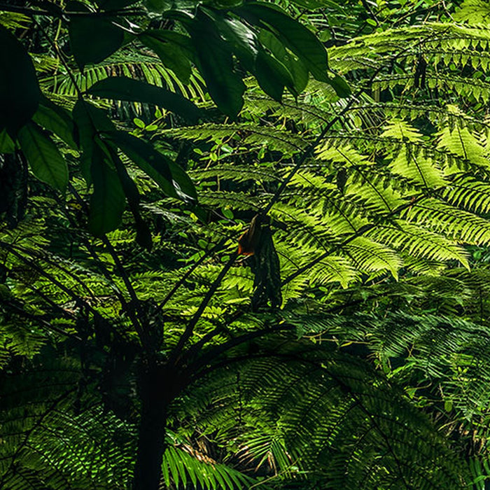 Vlies Fototapete | My Hidden Treasure | Größe 400 x 250 cm