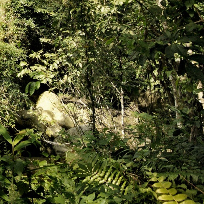 Komar | Vlies Fototapete | Dschungel | Größe 350 x 250 cm