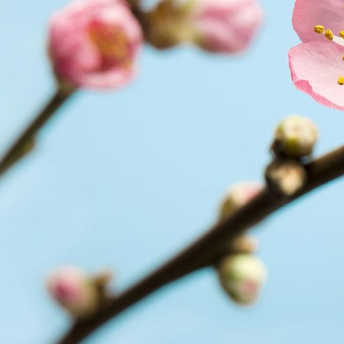 Komar | Vlies Fototapete | Peach Blossom | Größe 350 x 250 cm