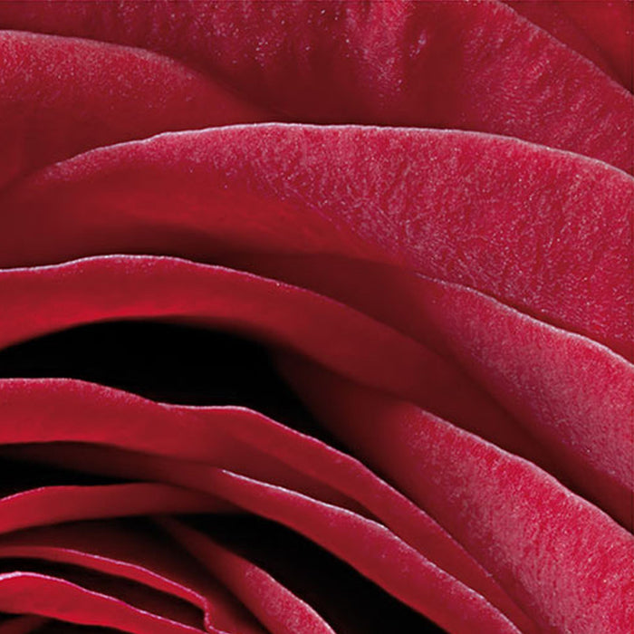 Komar | Fototapete | Red Rose | Größe 97 x 220 cm