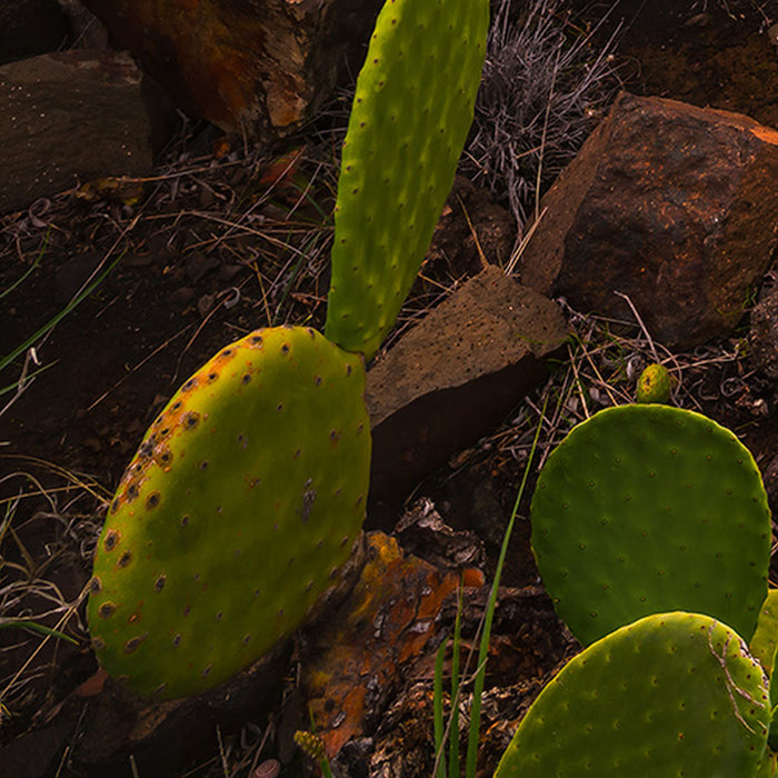 Vlies Fototapete | Warmes Licht | Größe 200 x 280 cm