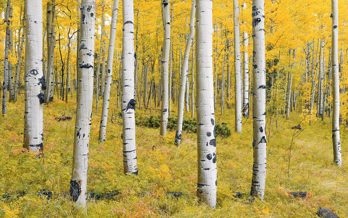 Vlies Fototapete | Orange Forest | Größe 400 x 250 cm