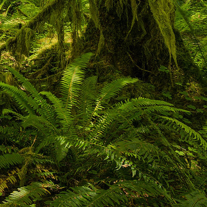 Vlies Fototapete | Ancient World | Größe 400 x 250 cm