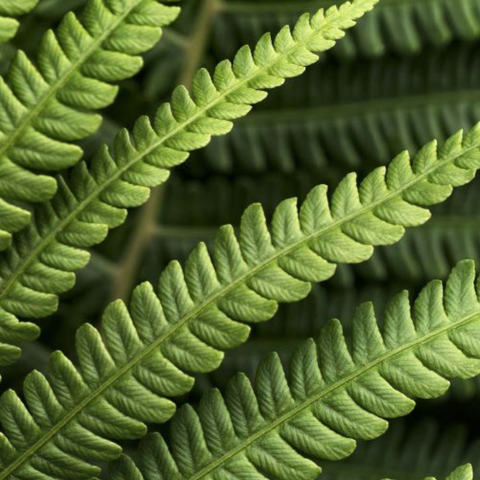 Vlies Fototapete | Farn | Größe 350 x 250 cm