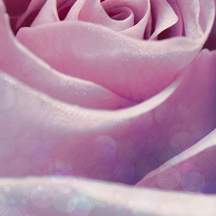 Komar | Vlies Fototapete | Delicate Rose | Größe 200 x 260 cm