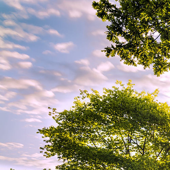 Vlies Fototapete | Golden Moment | Größe 400 x 250 cm