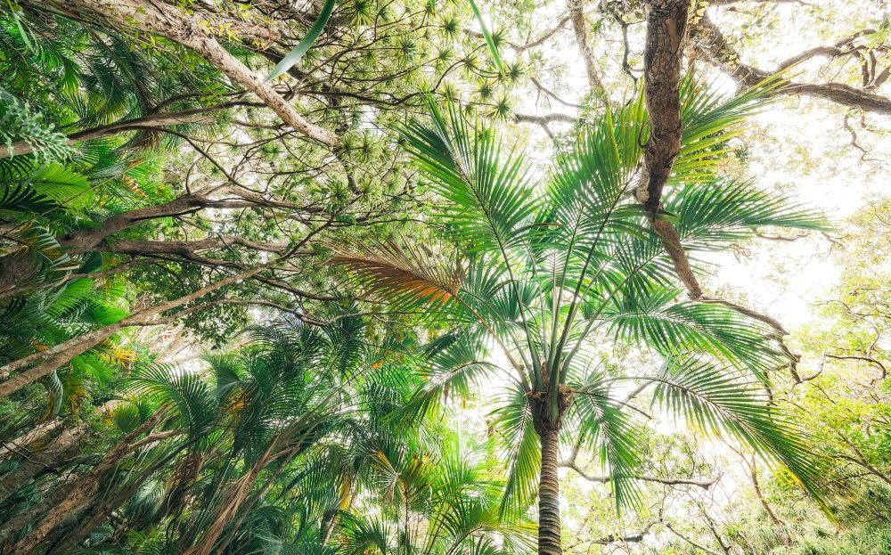 Komar | Vlies Fototapete | Touch the Jungle  | Größe 450 x 280 cm