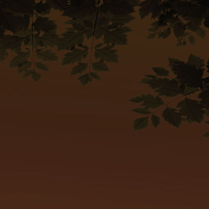 Komar | Fototapete | Nuit d´Or | Größe 254 x 184 cm