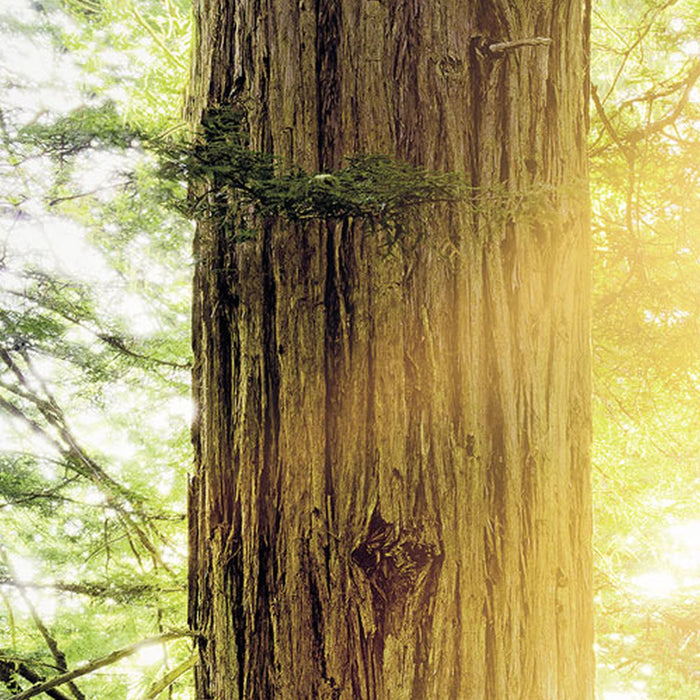 Komar | Vlies Fototapete | Redwood | Größe 200 x 250 cm