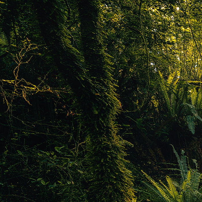 Vlies Fototapete | Fjordland Woods  | Größe 450 x 280 cm