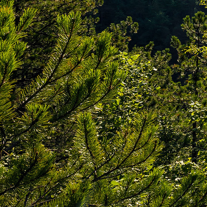 Vlies Fototapete | Elbenpforte | Größe 450 x 280 cm