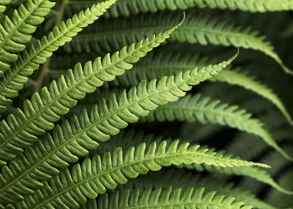 Vlies Fototapete | Farn | Größe 350 x 250 cm