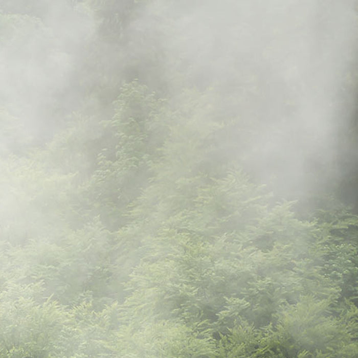 Vlies Fototapete | Forest Land | Größe 400 x 250 cm