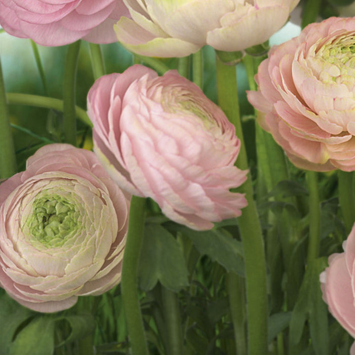 Papier Fototapete | Gentle Rosé | Größe 368 x 254 cm