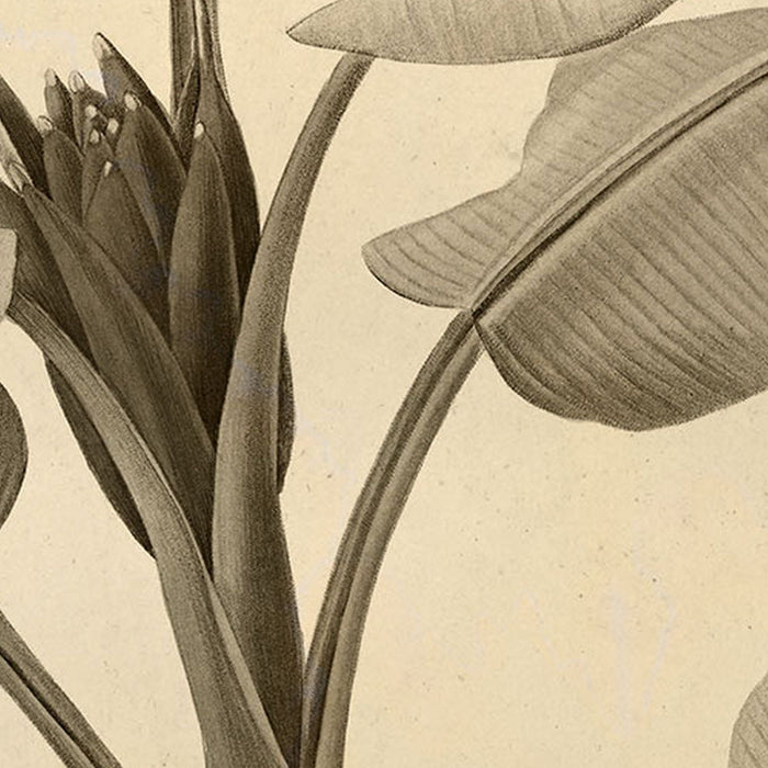 Selbstklebende Vlies Fototapete/Wandtattoo | Banana Plant | Größe 125 x 125 cm