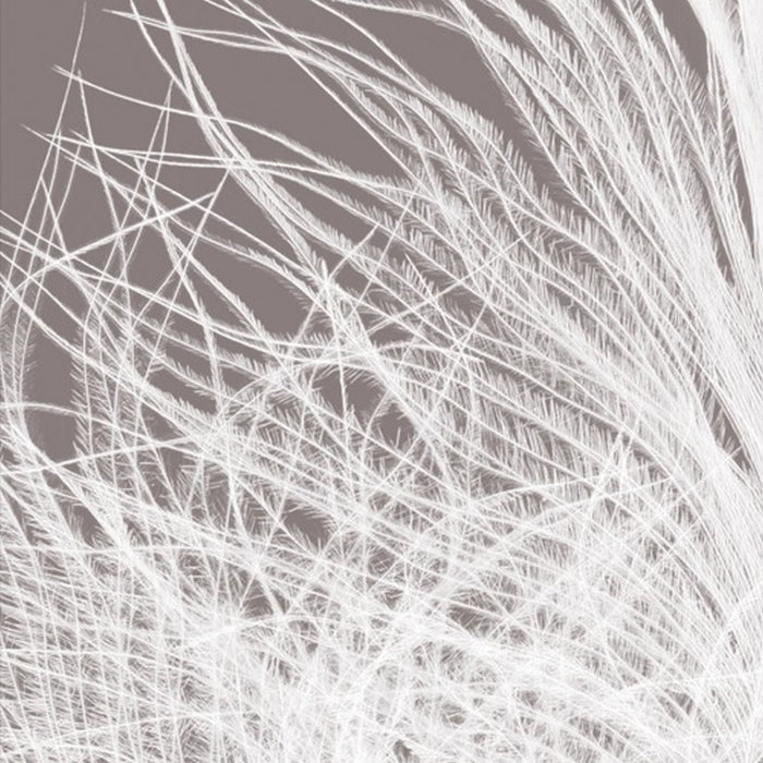 Vlies Fototapete | Federkern | Größe 100 x 250 cm