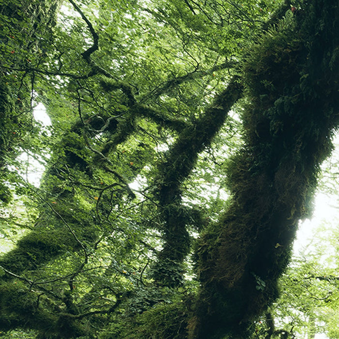 Vlies Fototapete | Ancient Green  | Größe 450 x 280 cm