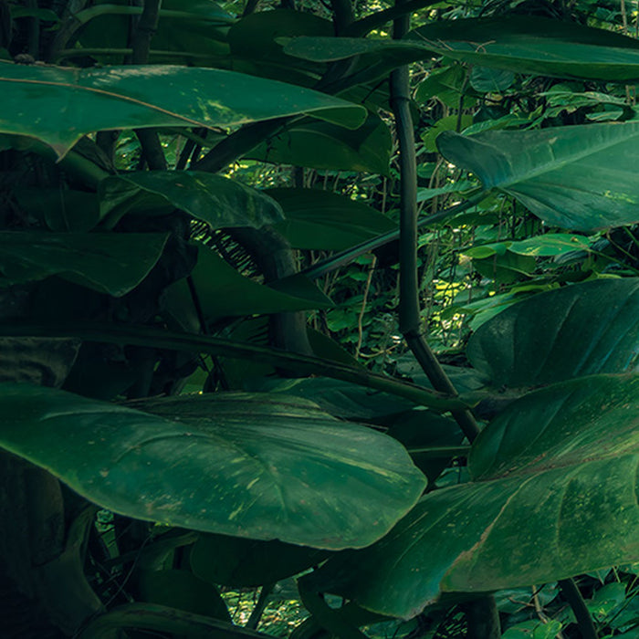 Vlies Fototapete | Green Leaves  | Größe 450 x 280 cm