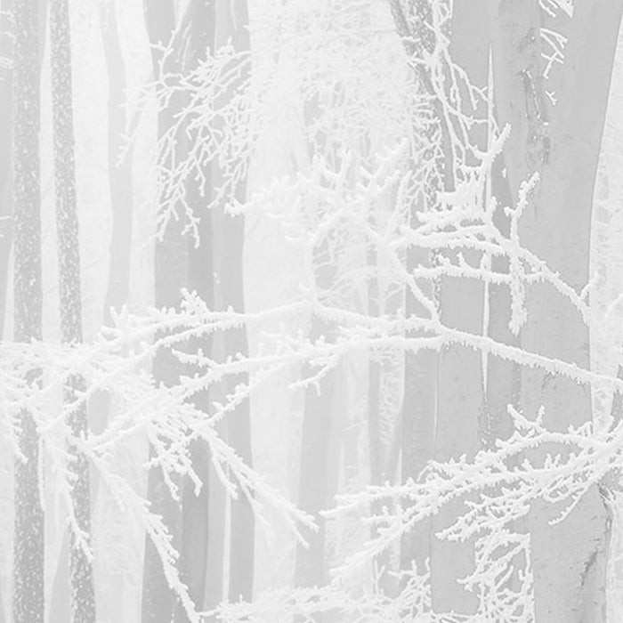 Vlies Fototapete | Winter Wood | Größe 400 x 280 cm