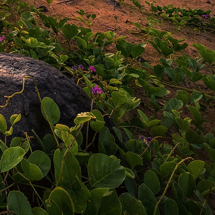 Vlies Fototapete | Vertical Paradise | Größe 200 x 280 cm