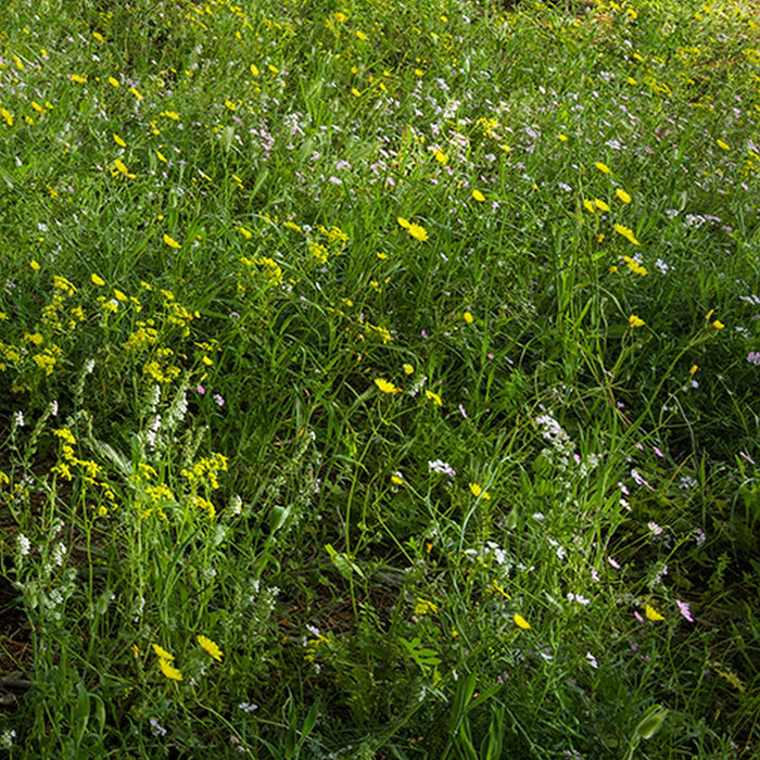 Vlies Fototapete | Blütenzauberwald | Größe 450 x 280 cm