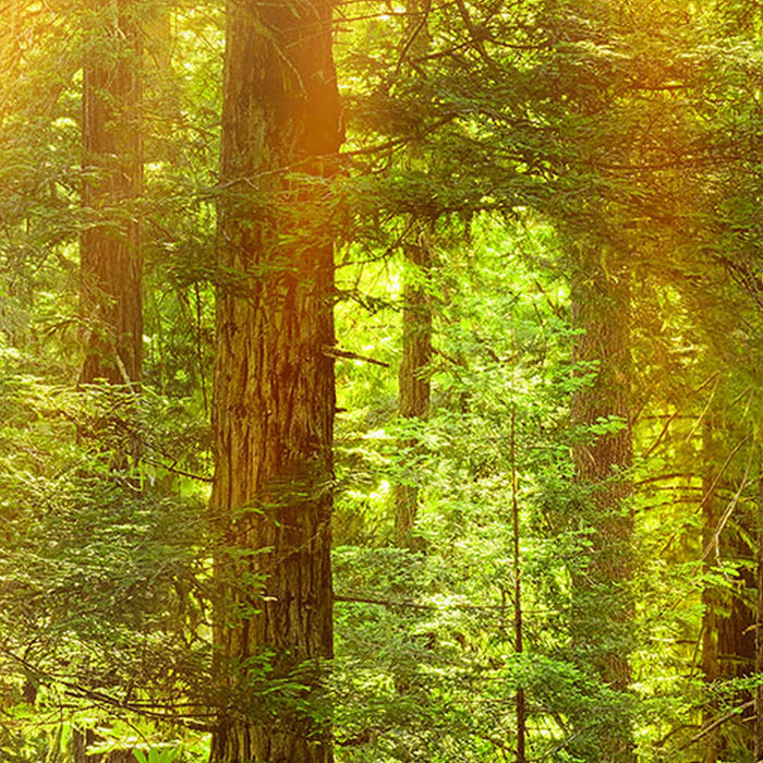 Komar | Vlies Fototapete | Redwood | Größe 200 x 260 cm