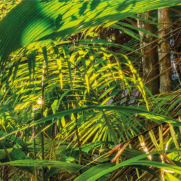 Komar | Papier Fototapete | Jungle Trail | Größe 368 x 254 cm