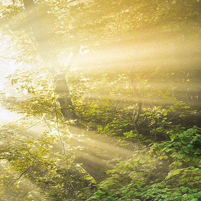 Vlies Fototapete | Divine | Größe 200 x 250 cm