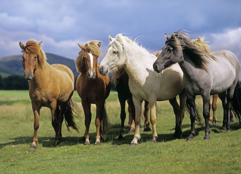 Komar | Fototapete | Ponies | Größe 254 x 184 cm