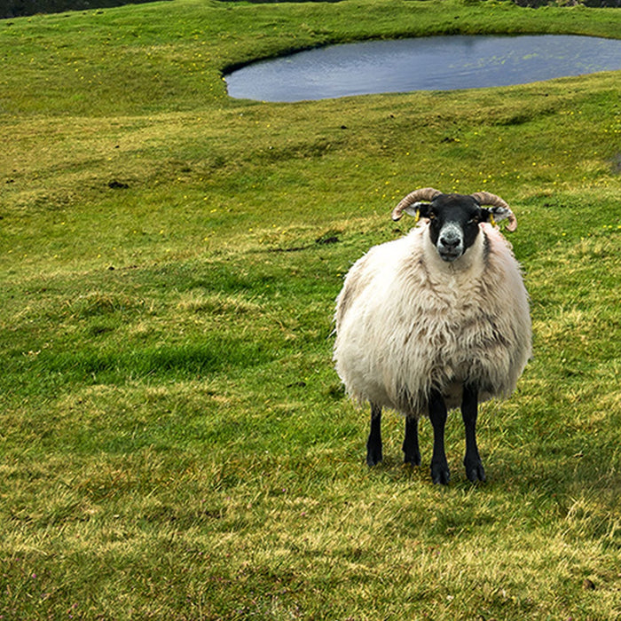 Vlies Fototapete | Green Ireland | Größe 450 x 280 cm