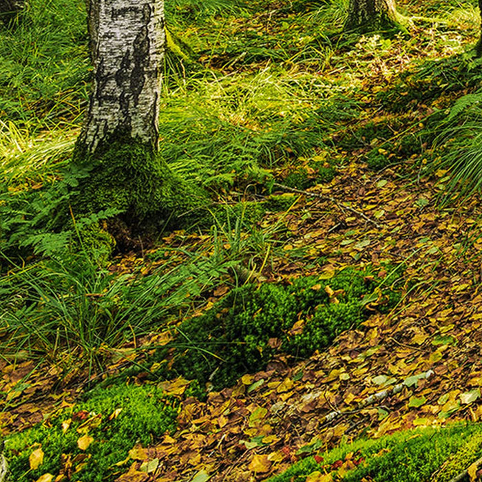 Vlies Fototapete | Birch Trees | Größe 400 x 250 cm