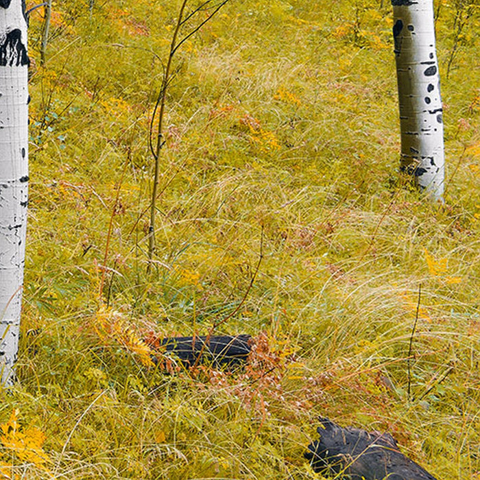 Vlies Fototapete | Orange Forest | Größe 400 x 250 cm